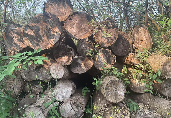 一批涉案木材網(wǎng)絡(luò)拍賣(mài)公告(2)